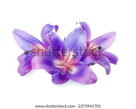 Amazing lily flowers in blue and violet colors isolated on white Royalty-Free Stock Photo #2373941701