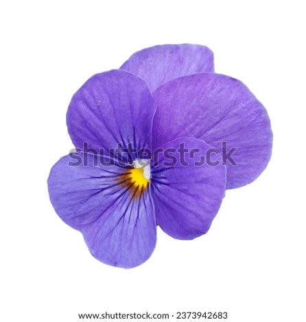 Pansies are short-lived perennials that are grown as annuals. Royalty-Free Stock Photo #2373942683