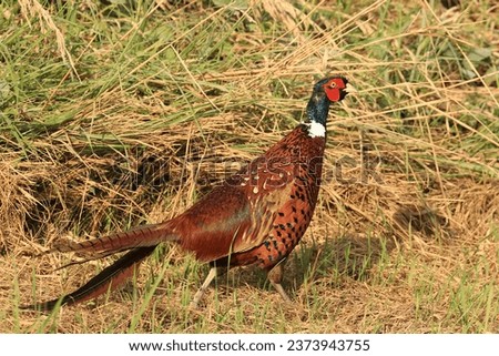 Common pheasant (Phasianus colchicus) on meadow Royalty-Free Stock Photo #2373943755