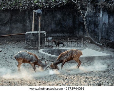Photo of deer fighting on a farm. a view that can rarely be immortalized.
This picture was taken in the city of Yogyakarta, Indonesia