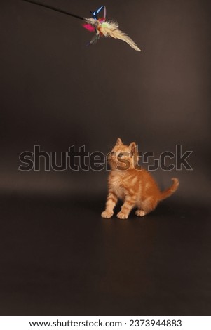 playful red kitten on a black background