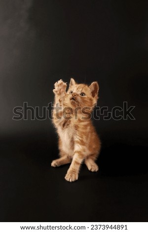 playful red kitten on a black background