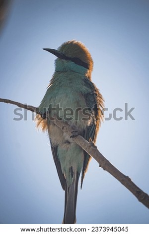 Asian green bee eater siting 