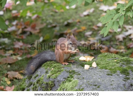 Squirrel in the autumn park. Squirrel in autumn. Cute squirrel in autumn nature