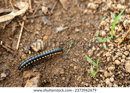 A yellow spotted millipede, also known as an almond-scented millipede Royalty-Free Stock Photo #2373962679