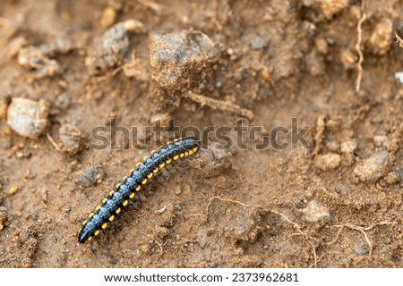 A yellow spotted millipede crawling on mud, with a black glossy body