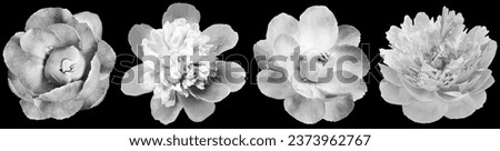 Set  flowers  peonies   on  black  isolated background with clipping path.   Closeup.  For design.  Nature.