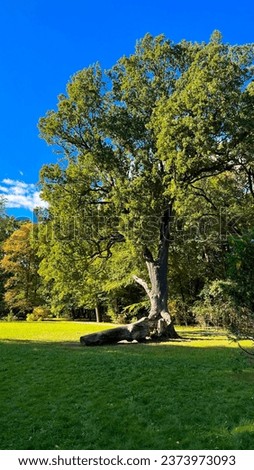 Autumn landscape, Oak tree on a lawn in a park. Poland
