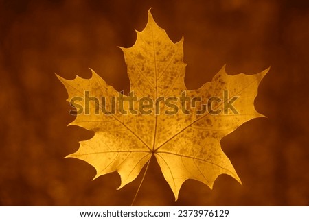 male hand holding autumn maple leaf at sunset. green, yellow maple leaf over blurred bokeh nature background. Single Leaf with Blurred Background in the forest . fall foliage in autumn season