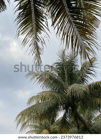 coconut leaves under a cloudy sky