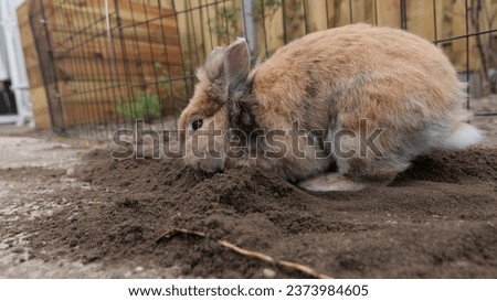 Brown lion head bunny rabbit playing in the soil in the garden