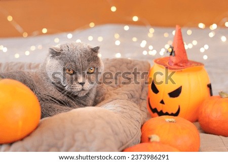 British cat in the festive atmosphere of Halloween. Cat, pumpkins, a candy bucket with an evil face and garland lights. Happy Halloween. Pet in bed