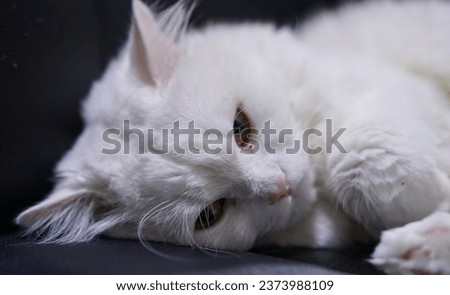 white cat with green eyes lying on a black leather sofa..