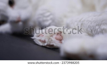 a white cat with pink toes..