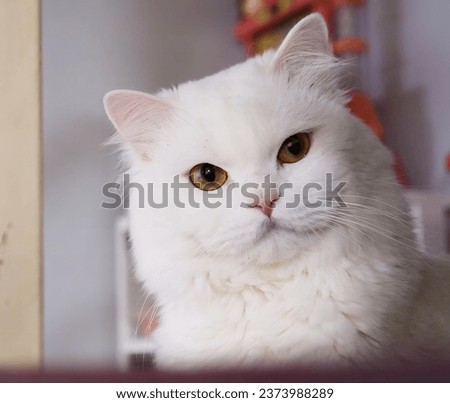 a white cat with yellow eyes sitting on a table..