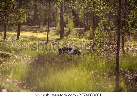 Dog english pointer hunting  in the forest of  the blooming heather Royalty-Free Stock Photo #2374003601