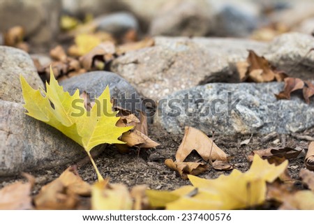 Fallen leaves on rocks