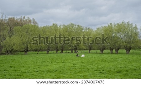Spring meadow with cows and willow trees undery grey rainclouds in the flemish countryside Royalty-Free Stock Photo #2374007473