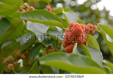 The fruit gathered together to make a lump a Silkworm thorn Royalty-Free Stock Photo #2374019869