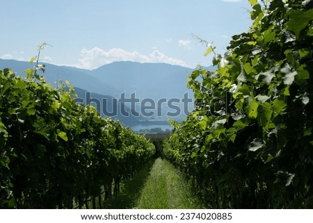 Growing grape italy mountains summer
