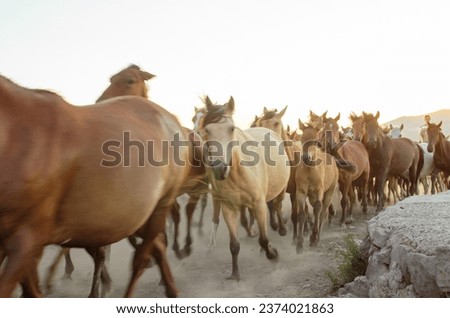 Yılkı horses in Kayseri Turkey