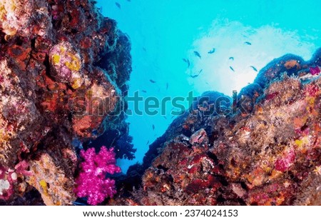 Colorful coral reef of the underwater world. Coral reef underwater. Underwater coral reef. Underwater life view