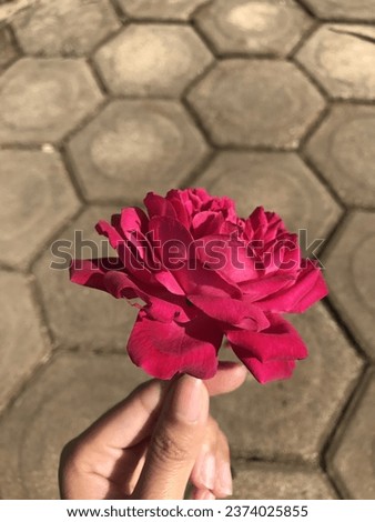 Picture of Red Rose in Hand