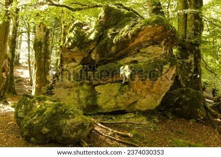 in the enchanted forest of Urbasa Navarra Spain. visited for its legends and mysticism. Spiritual retreat that gives vital strength moss moisture natural life Royalty-Free Stock Photo #2374030353