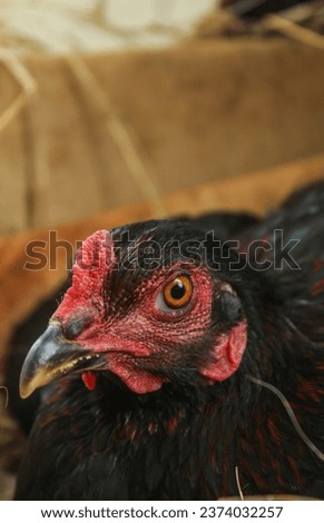 close up of the mother hen