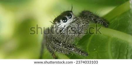 A jumping spider monitoring and eating its prey, shot with macro and landscape mode. 