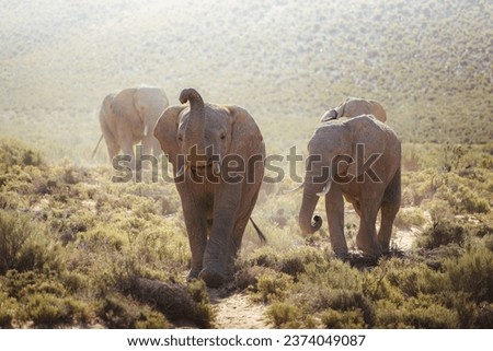 Four elephants walking towards the camera in Aquila Private Game Reserve, South Africa. Royalty-Free Stock Photo #2374049087