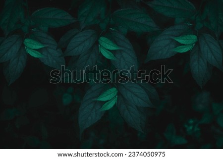Top view leaf background.Green leaves color tone dark in the morning.Tropical Plant in Thailand,environment,good air.photo concept nature and plant.