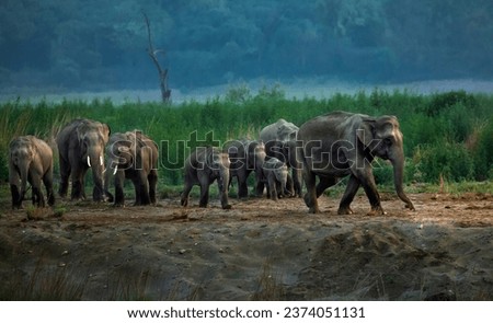 Indian Wildlife Elephant Life in forest