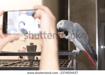 a man takes a phone picture of a large African gray parrot sitting on top of a cage and holding a glass of jelly food with his paw. People and pets. zoo in the house.bird eating