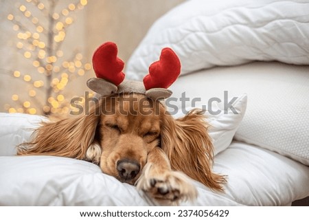 The beagle dogs head is in a stack of blankets and pillows with Christmas pictures. Cold air temperature at home. The concept of heating a house in cold winter