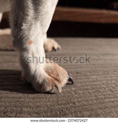 A close-up of a Jack Russell Terrier's front paws, showing off the intricate details of his nails.