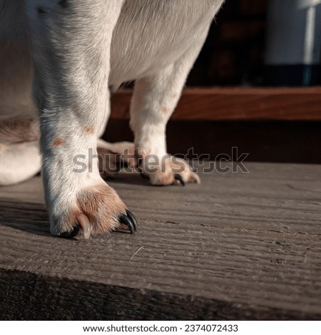 A close-up of a Jack Russell Terrier's front paws, showing off the intricate details of his nails.