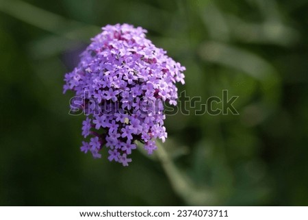 VERBENA BONARIENSIS flower small flower purple flowers with blur foreground and blur background focus.