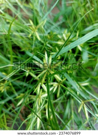 grass weed tree garden park Thailand picture Asian flower earth footpath leaf green vegetables 
