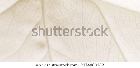 thin plain with white leaf veins Royalty-Free Stock Photo #2374083289