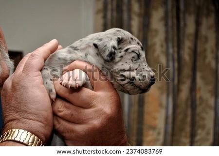 Great Dane Puppy Being Held Up
 Royalty-Free Stock Photo #2374083769