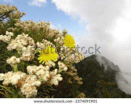 Edelweiss flower is beauty in Raung Mount