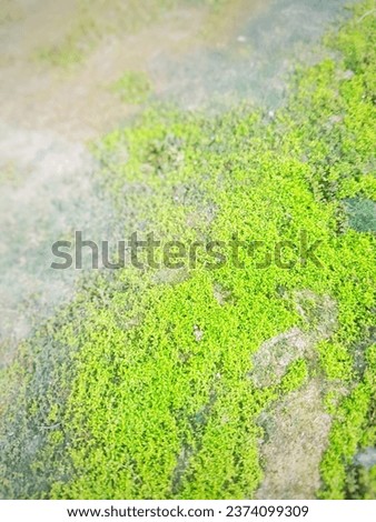 Algae may have been around for more than 475 million years on Earth. Royalty-Free Stock Photo #2374099309