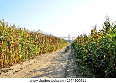 pictured scenic dirt road on the cornfield