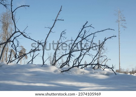 The forest in winter. Dry branches. Wildlife. Snow-covered forest and lonely tree.