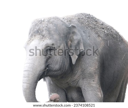 The Asian or Asiatic elephant (Elephas maximus) is the only living species of the genus Elephas and is distributed in Southeast Asia.