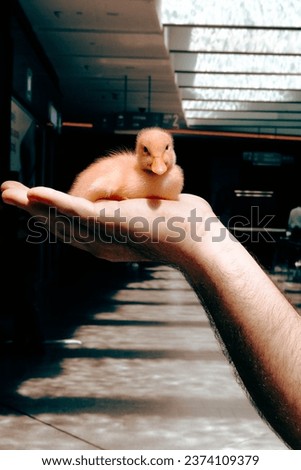 yellow cute chick standing in hand