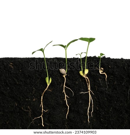 Plant sprout grows germinating with isolated white background Royalty-Free Stock Photo #2374109903