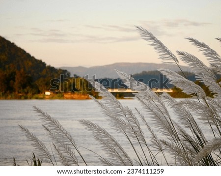 White grass flower blowing in the wind,  tropical rainforest, Morning mist and mountain, The Mekong River has flowing water, winter wind, Aesthetic nature landscape