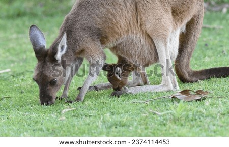 Female western grey kangaroo with joey in her pouch